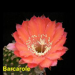 Bacarole.4.2.jpg 